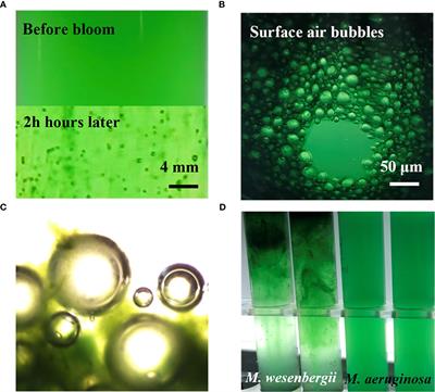 Rapid flotation of Microcystis wesenbergii mediated by high light exposure: implications for surface scum formation and cyanobacterial species succession